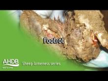 Embedded thumbnail for AHDB - Foot Rot (Sheep Lameness series) 