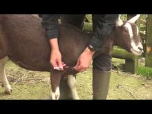 Embedded thumbnail for Goat Health and Welfare (advice from the British Goat Society)