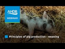 Embedded thumbnail for AHDB - Pork Principles of Pig Production - Weaning (Webinar)