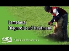 Embedded thumbnail for AHDB - Diagnosing &amp;amp; Treating Lameness (Sheep Lameness series)