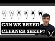 Embedded thumbnail for FarmVetFilms: DAGS, DAGGINESS, AND DAG SCORING | TECHNICAL #52