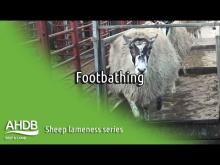 Embedded thumbnail for AHDB - Footbathing (Sheep Lameness Series) 