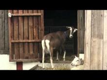Embedded thumbnail for Goat kidding (advice from the British Goat Society)