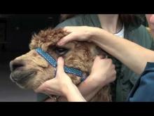 Embedded thumbnail for How to assess for anaemia in alpacas