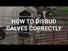 Embedded thumbnail for How to Disbud Calves Correctly