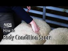 Embedded thumbnail for AHDB - How to Body Condition Score a Ram 
