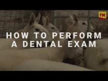 Embedded thumbnail for How to perform a dental exam on sheep