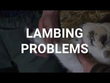 Embedded thumbnail for Problems at Lambing Time 
