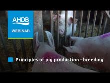 Embedded thumbnail for AHDB - Principles of Pig Production - Breeding (Webinar) 