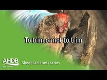 Embedded thumbnail for AHDB - To trim or not to trim (Sheep Lameness Series)
