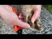 Embedded thumbnail for How to trim Alpaca Toenails