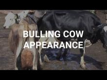 Embedded thumbnail for How to spot a Bulling cow 