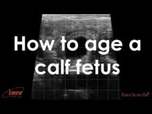 Embedded thumbnail for IMV - How to Age a Calf Fetus 