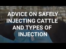 Embedded thumbnail for Advice on safely injecting cattle and types of injection