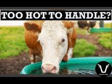 Embedded thumbnail for FarmVetFilms: HEAT STRESS IN BEEF CATTLE | TECHNICAL #55