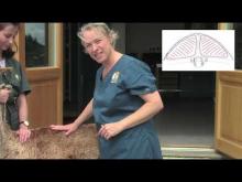 Embedded thumbnail for How to Body Condition Score Alpacas