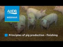 Embedded thumbnail for AHDB: Pork Principles of Pig Production Finishing &amp;amp; Growing (Webinar)